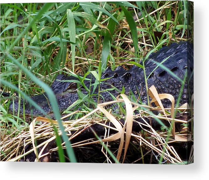 Alligator Acrylic Print featuring the photograph I've Got My Eye On You by Christopher Mercer
