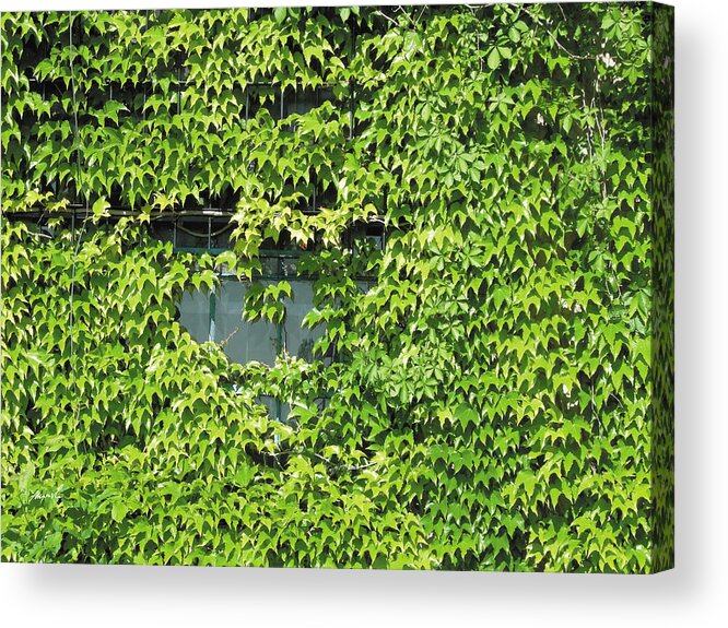 Ivy Acrylic Print featuring the photograph Ivy Window 2 by The Art of Marsha Charlebois