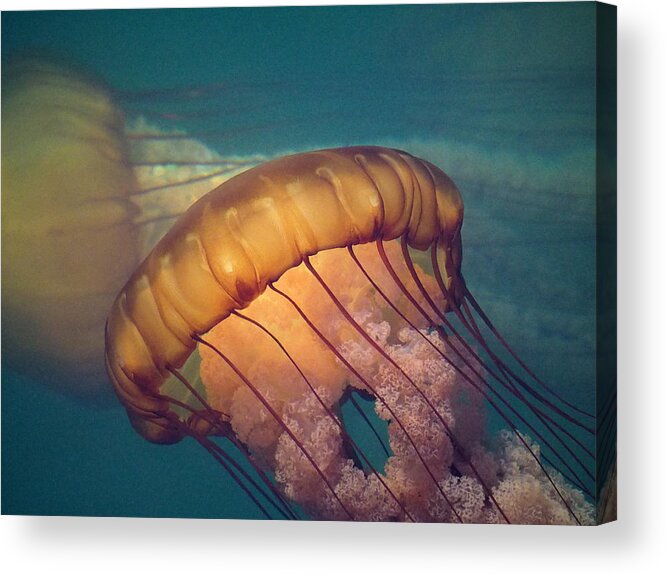 Jelly Fish Acrylic Print featuring the photograph Jellies by Derek Dean
