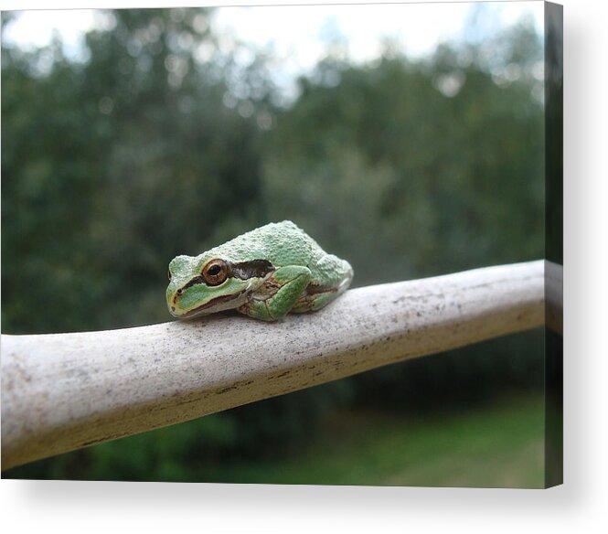 Frog Acrylic Print featuring the photograph Just Chillin' by Cheryl Hoyle