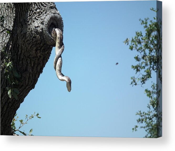 Snake Acrylic Print featuring the digital art Just hanging out by Robert Rhoads