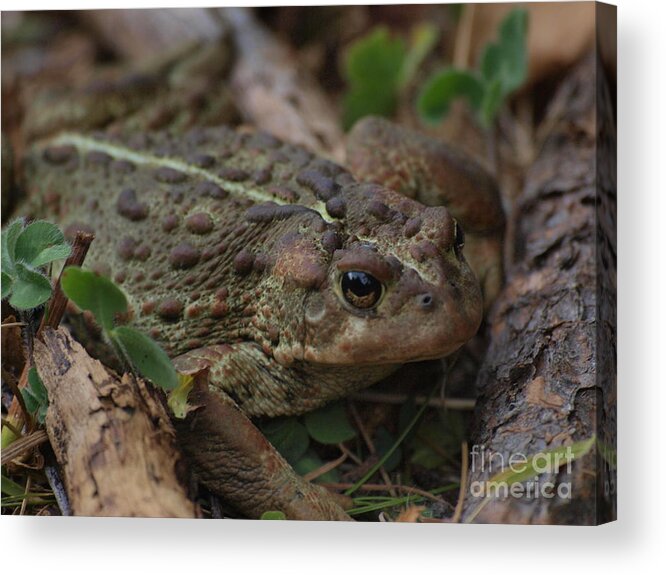 Frog Acrylic Print featuring the photograph Kiss Me by Vivian Martin