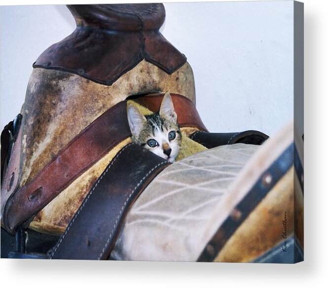 Cat Acrylic Print featuring the photograph Kitty in the Saddle by Kae Cheatham