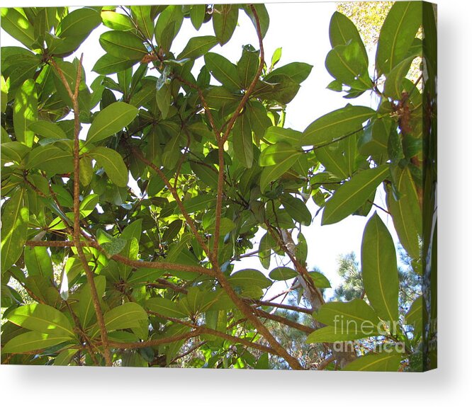 Tree Acrylic Print featuring the photograph Lady Magnolia by Julia Stubbe