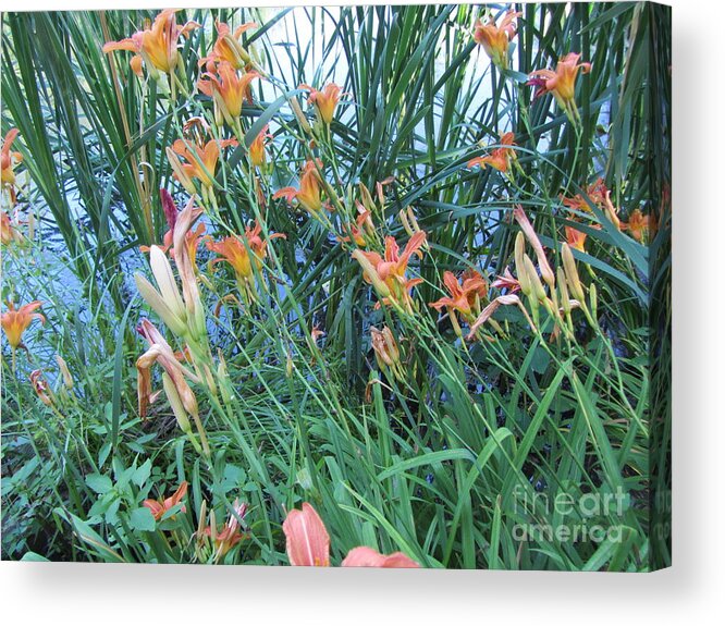 Water Acrylic Print featuring the photograph Lake Of The Lilies by Susan Carella