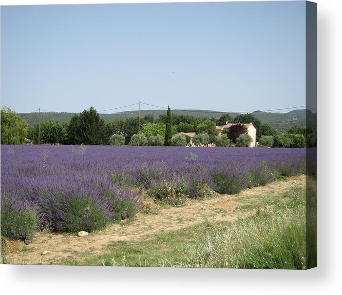 Lavender Acrylic Print featuring the photograph Lavender Farm by Pema Hou