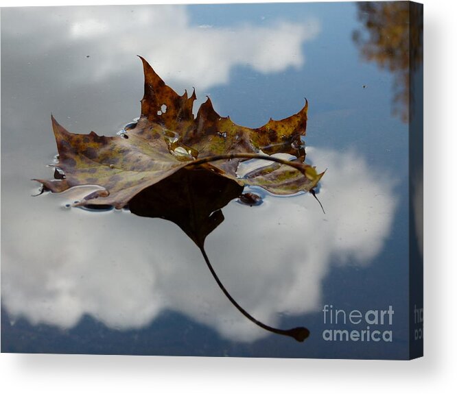 Jane Ford Acrylic Print featuring the photograph Leaf in sky by Jane Ford