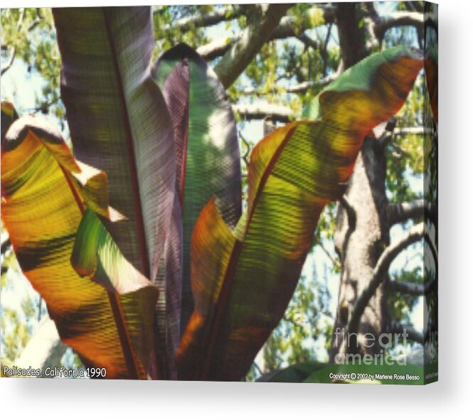 Leaf Acrylic Print featuring the photograph Leaf Reflection by Mars Besso