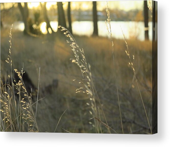 Seeds Acrylic Print featuring the photograph Leaves of Grass by Jessica Myscofski