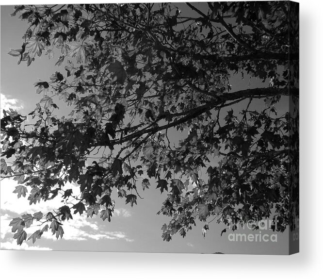 Tree Acrylic Print featuring the photograph Leaves on a Tree by Laura Wong-Rose