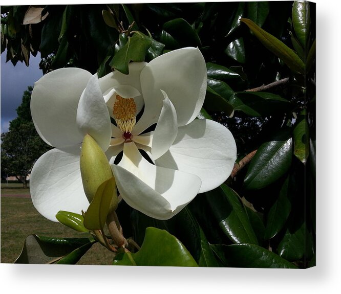 Magnolia Acrylic Print featuring the photograph Lemon Magnolia by Caryl J Bohn