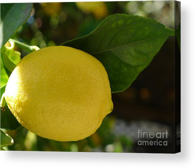 Lemon Acrylic Print featuring the photograph Lemon by Nora Boghossian