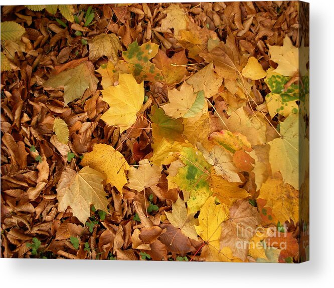 Leaves Acrylic Print featuring the photograph Les feuilles mortes by Mariana Costa Weldon