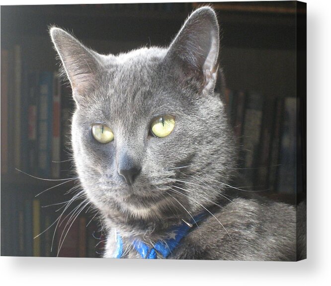 Library Acrylic Print featuring the photograph Library Cat by Jennifer E Doll