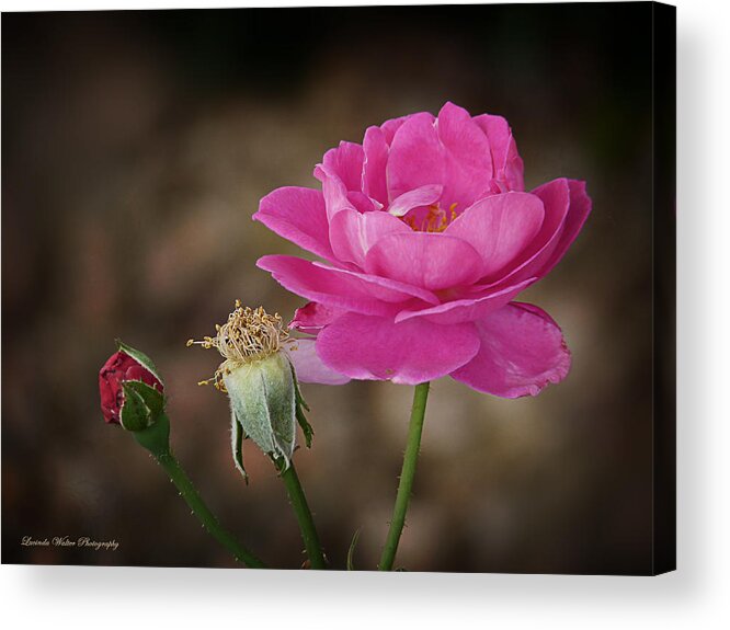 Lucinda Walter Acrylic Print featuring the photograph Life by Lucinda Walter