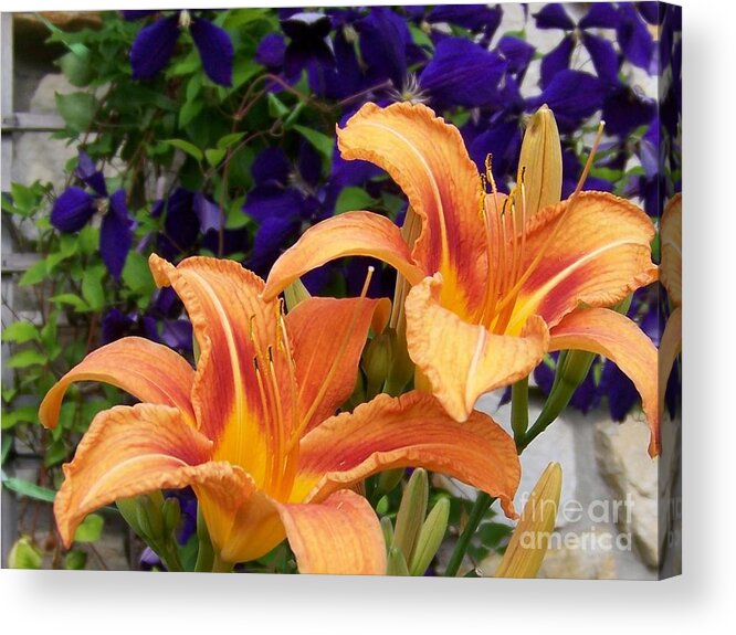 Lilies Acrylic Print featuring the photograph Lilies and Clematis by Jackie Mueller-Jones
