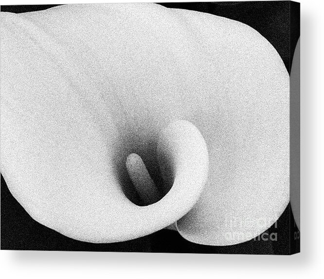 Flower Acrylic Print featuring the photograph Lily by Fei A