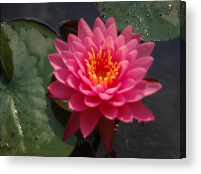Lily Flower Acrylic Print featuring the photograph Lily flower in bloom by Michael Porchik