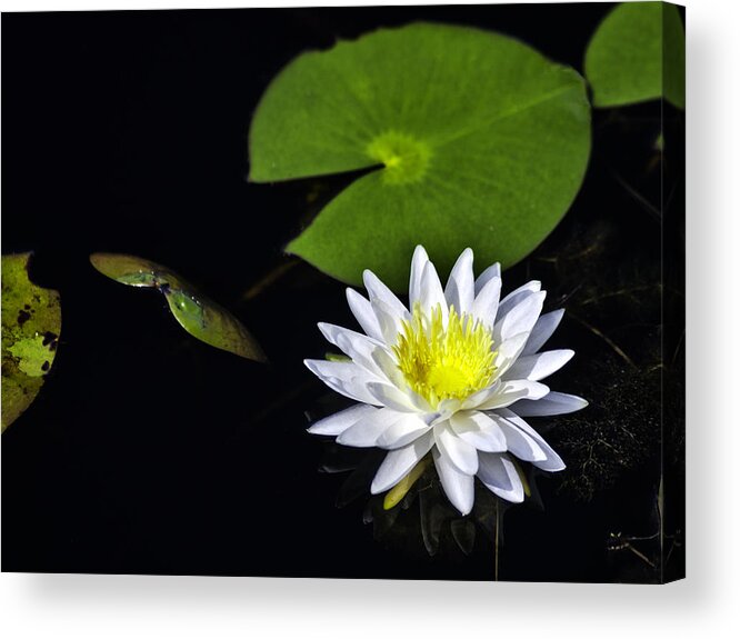 Lily Pad Flowers Acrylic Print featuring the photograph Lily From The Black Lagoon by Frank Feliciano