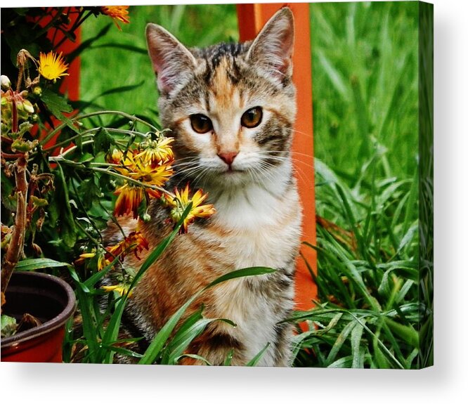 Cat Acrylic Print featuring the photograph LILY Garden Cat by VLee Watson