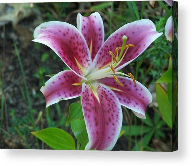 Lily Acrylic Print featuring the photograph Lily by Kathleen Luther