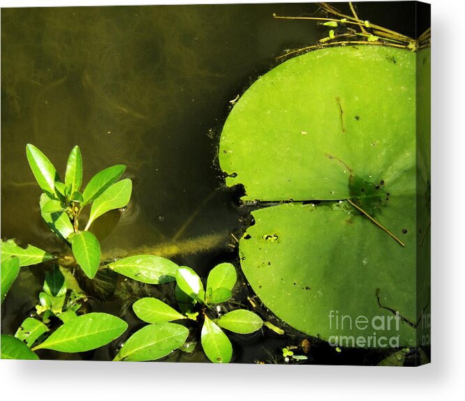 Lily Pad Acrylic Print featuring the photograph Lily Pad by Robyn King