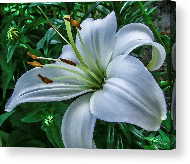 Flower Acrylic Print featuring the photograph Lily by Skip Tribby
