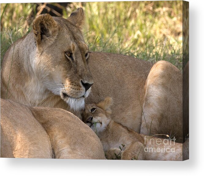 Lion Cub Acrylic Print featuring the photograph Lion and Cub by Chris Scroggins