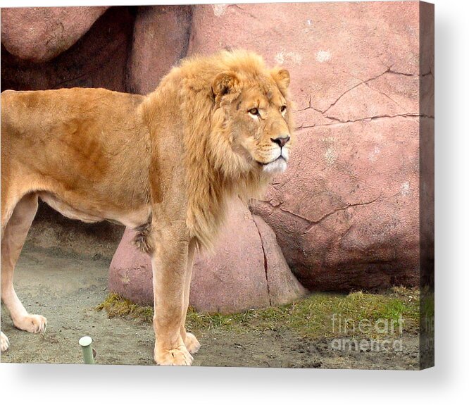 Lions Acrylic Print featuring the photograph Lion Ready by Nina Silver