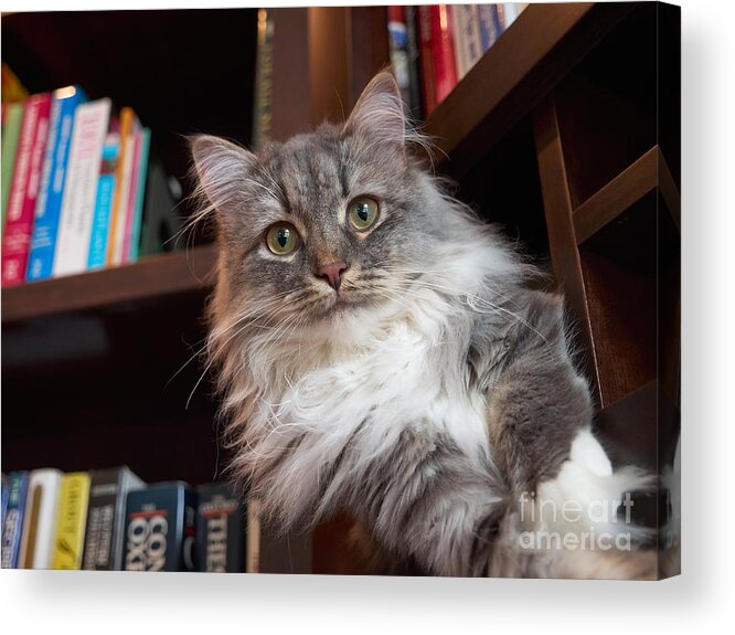 Siberian Acrylic Print featuring the photograph Literary Cat by Louise Heusinkveld