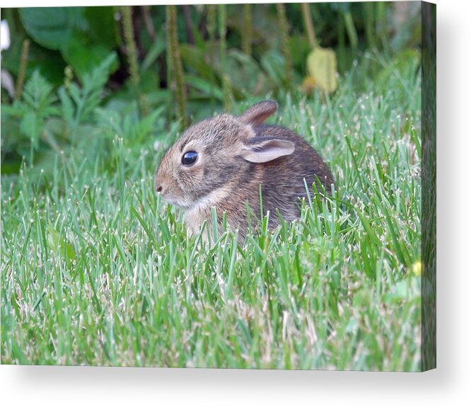 Bunny Acrylic Print featuring the photograph Little Bunny Wabbit 1 by Pema Hou