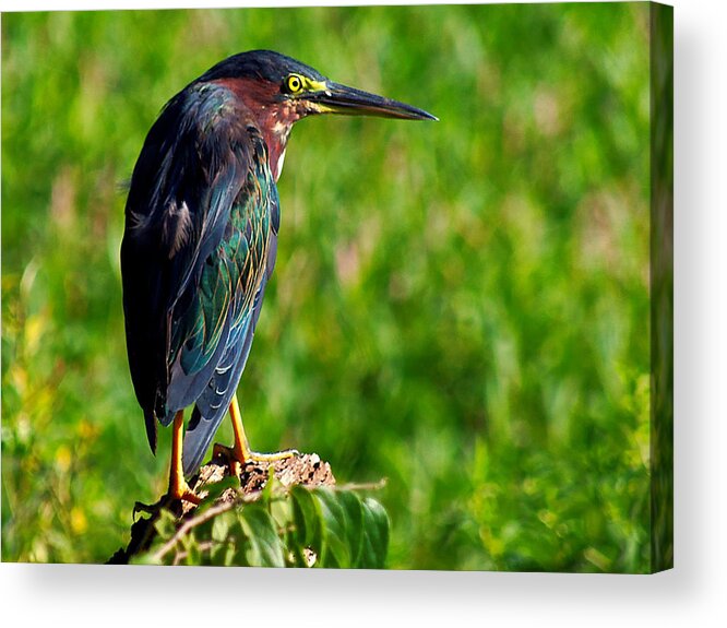 Heron Acrylic Print featuring the photograph Little Green Heron 002 by Christopher Mercer