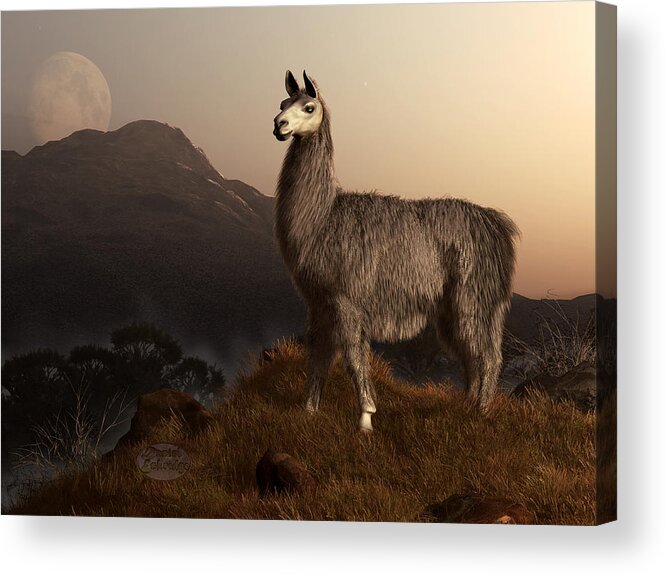 Llama Acrylic Print featuring the digital art Llama Dawn by Daniel Eskridge