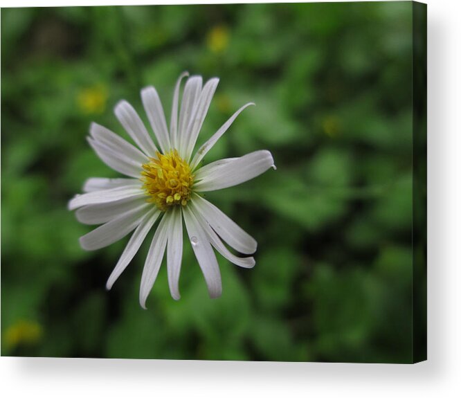 Flower Acrylic Print featuring the photograph Lone Flower by Kevin Caudill
