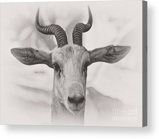 Animal Acrylic Print featuring the photograph Look Straight by Jonathan Nguyen