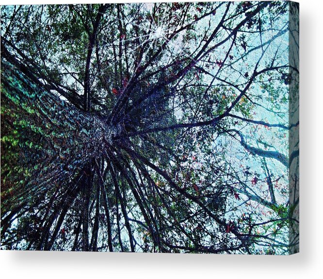 Look Up Through The Trees Acrylic Print featuring the photograph Look Up Through The Trees by Joy Nichols