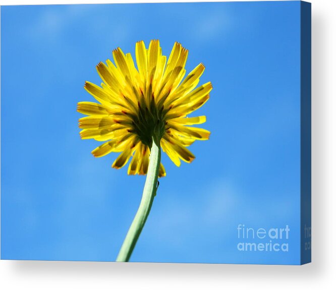 Yellow Acrylic Print featuring the photograph Look up to the sky by Andrea Anderegg