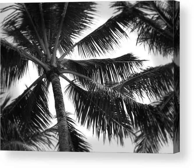 Hawaii Acrylic Print featuring the photograph Looking Up by Phillip Garcia