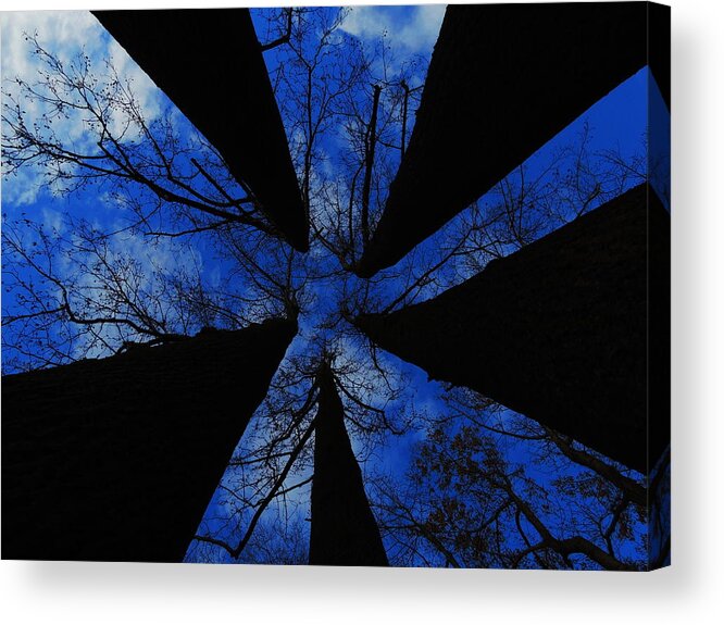 Trees Acrylic Print featuring the photograph Looking Up by Raymond Salani III