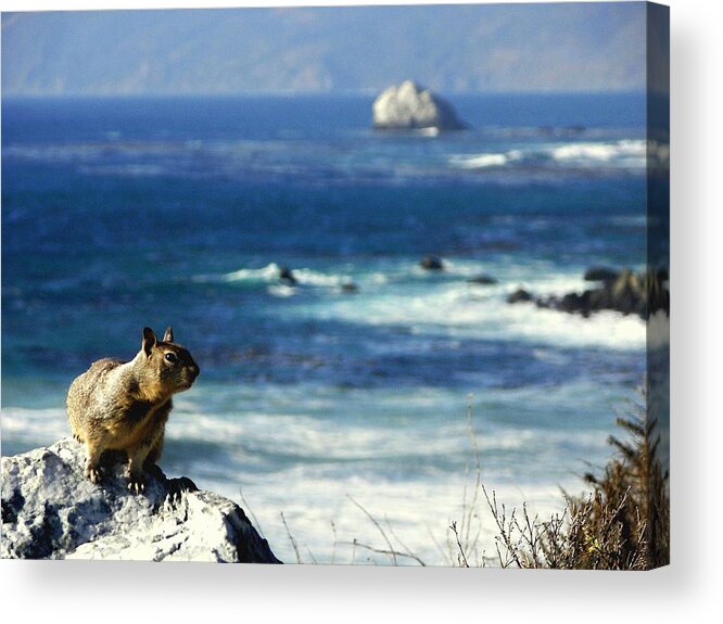 Squirrels Acrylic Print featuring the photograph Lost At Sea by Karen Wiles