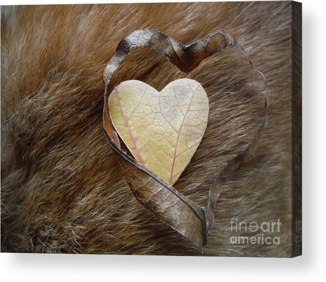 Love Gods Creatures Acrylic Print featuring the photograph Love Gods Creatures by Paddy Shaffer