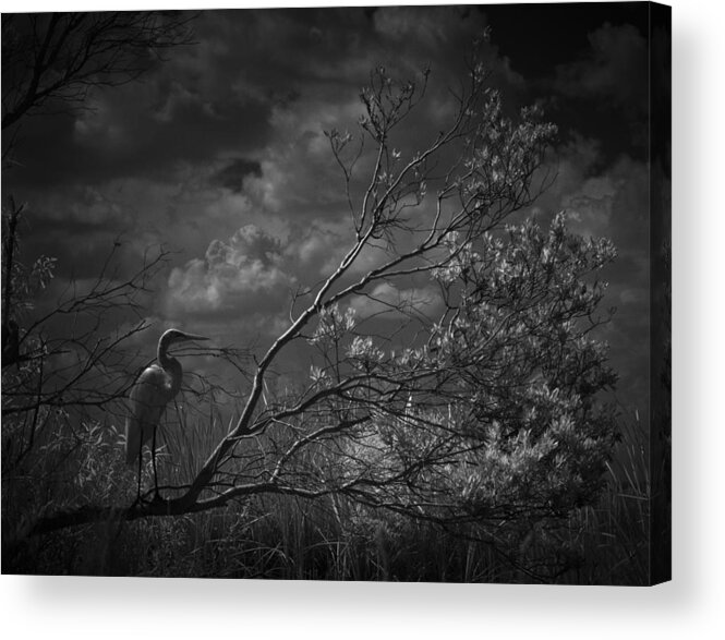 Egret Acrylic Print featuring the photograph Loxahatchee Heron At Sunset by Bradley R Youngberg