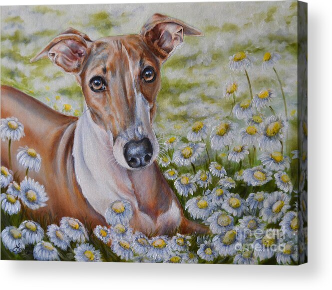 Italian Greyhound Acrylic Print featuring the painting Lucie by Lachri
