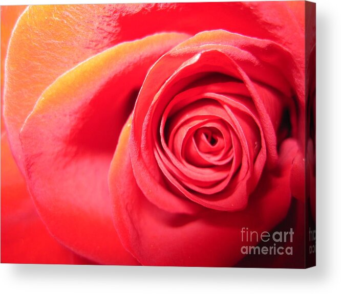 Floral Acrylic Print featuring the photograph Luminous Red Rose 1 by Tara Shalton