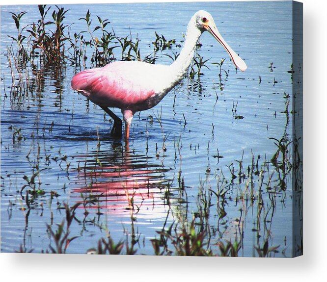 Spoonbill Acrylic Print featuring the photograph Lunch at the Lake by Will Boutin Photos