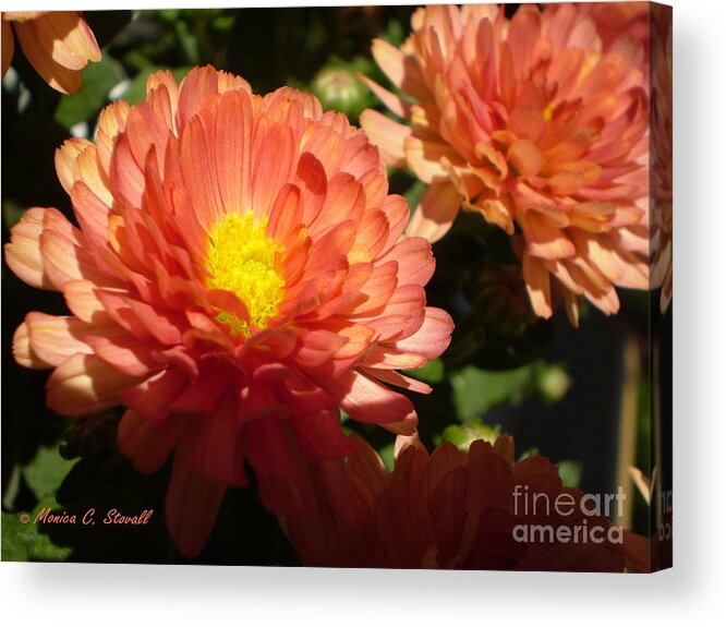 Sunlit Bright Light Orange Reddish Yellow Center And Shaded Flower In The Foreground And Side View Of Flower In The Distance Acrylic Print featuring the photograph M Bright Orange Flowers Collection No. BOF1 by Monica C Stovall