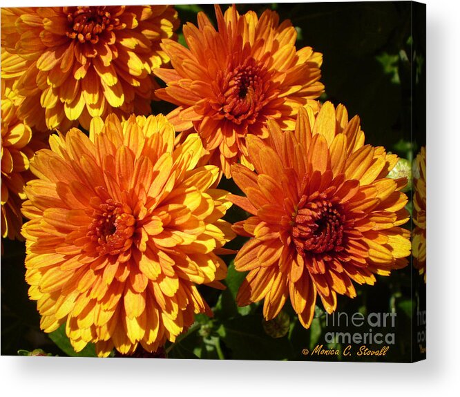 Four Clustered Bright Orange Reddish Flowers Photo For Wall Hanging Acrylic Print featuring the photograph M Bright Orange Flowers Collection No. BOF4 by Monica C Stovall