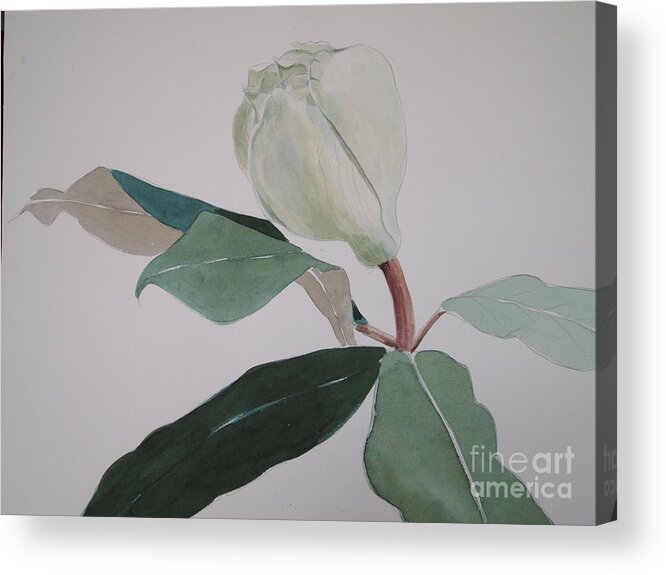 Watercolor Magnolia Painting Acrylic Print featuring the painting Magnolia Bud by Nancy Kane Chapman