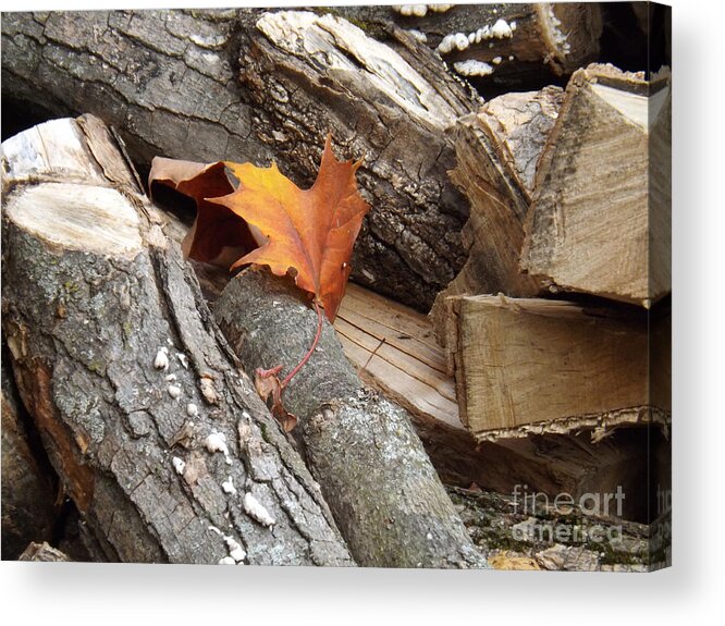 Leaf Acrylic Print featuring the photograph Maple Leaf in wood pile by Brenda Brown