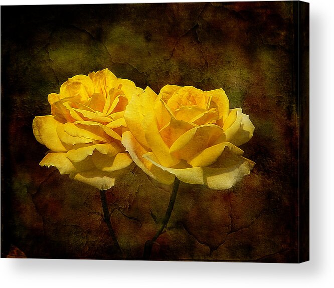 Rose Acrylic Print featuring the photograph Mellow Yellow by Blair Wainman